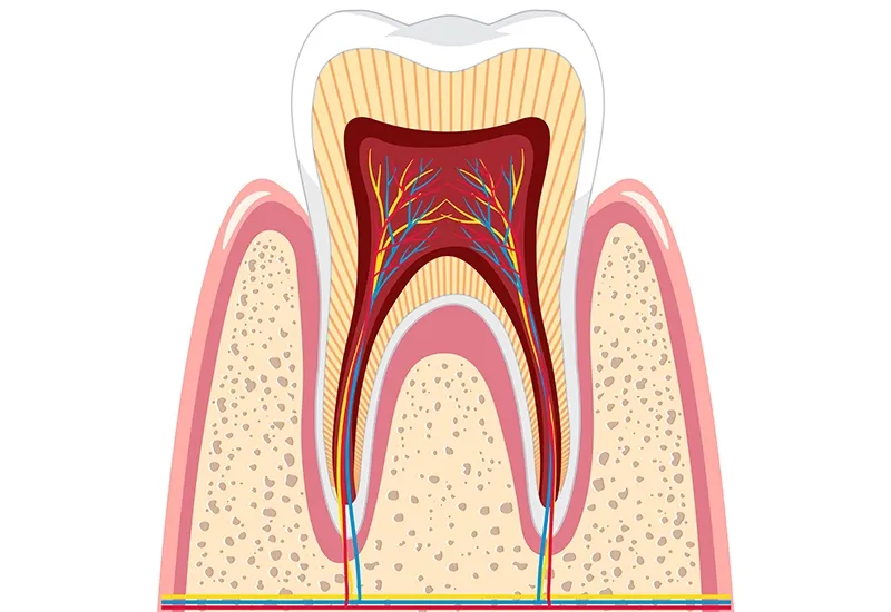 What Happens During a Root Canal? A Step-by-Step Look at the Procedure  